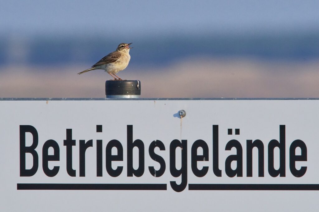 Singvogel sitzt auf weißem Schild „Betriebsgelände“ | Mülltonnenbox 2er